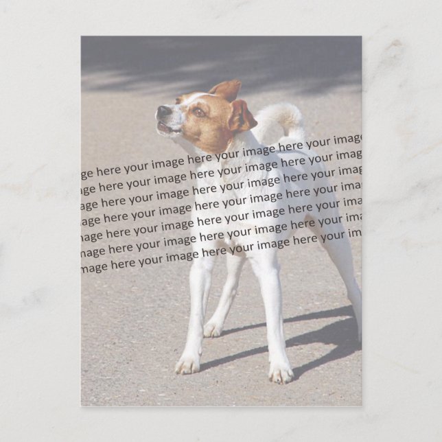 PET Photo ✨ Lovely Custom  Postcard (Front)