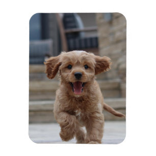 Pet Photo Picture Upload Cute Adorable Dog Magnet