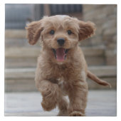 Pet Photo | Picture Upload Cute Adorable Dog Tile (Front)