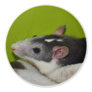 Pet Rat Dresser Knob