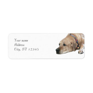 Pet Rhodesian Ridgeback Dog Picture