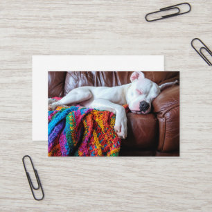 Pet Sitting Business Dog Sleeping on the Couch Business Card