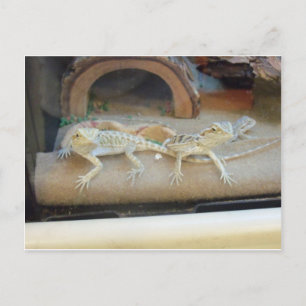 Pet Store Lizards Postcard