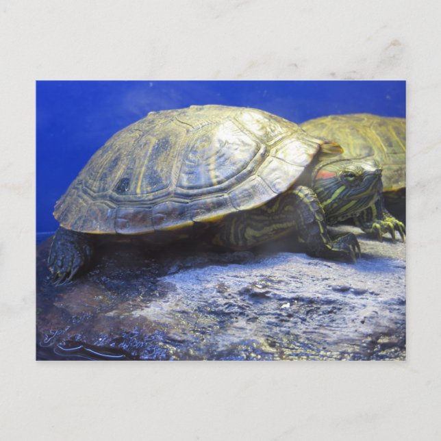 Pet Store Turtle Postcard (Front)