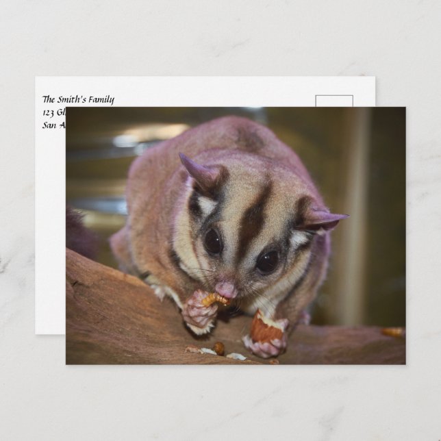 Pet Sugar Glider Eating Worms Postcard (Front/Back)