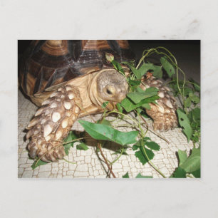 Pet Sulcata Tortoise Eating Bindweed and Mulberry Postcard