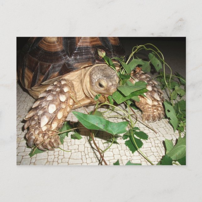 Pet Sulcata Tortoise Eating Bindweed and Mulberry Postcard (Front)