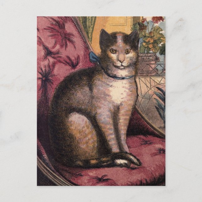 Pet Tabby Cat with Collar Blue Ribbon Postcard (Front)