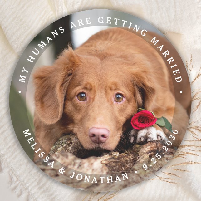 Pet Wedding Personalised Dog Photo Engagement  Classic Round Sticker (Creator Uploaded)