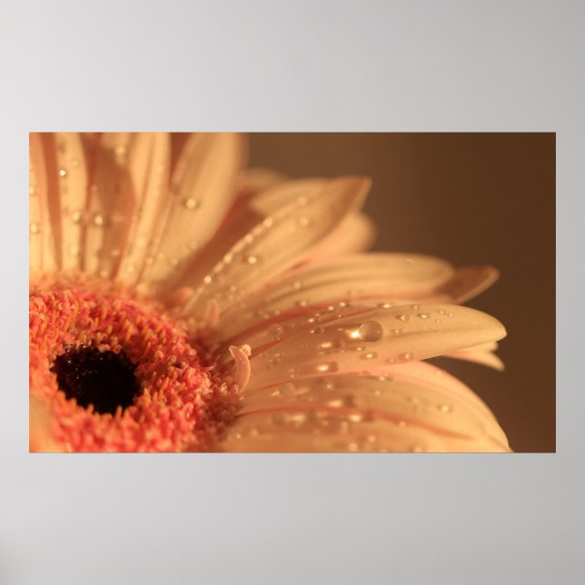 Petal Drops Poster (Front)