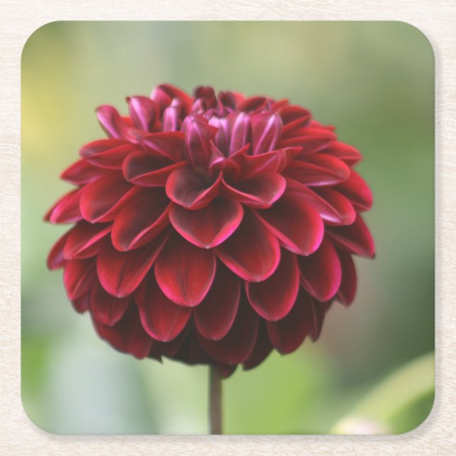 Petal Perfection in Plum Coaster (Front)