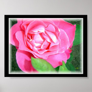 Petal Pink Rose Poster