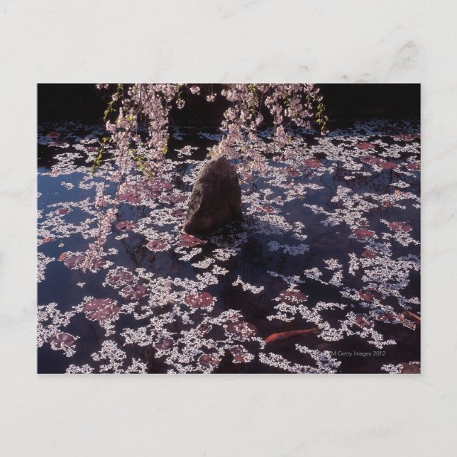 Petals floating on fish pond postcard (Front)