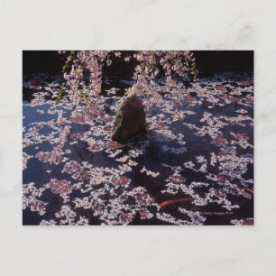 Petals floating on fish pond postcard