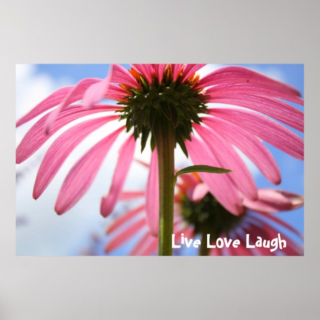 Petals of Pink Poster (Front)