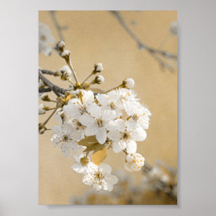 Petals of Promise Spring Embrace Cherry Blossoms Poster