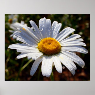 Petals Of White Poster