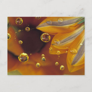 Petals on Mylar reflective surface with drops. Postcard