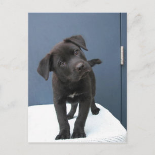 Pete Postcard