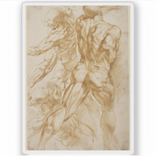 Peter Paul Rubens - Anatomical Studies