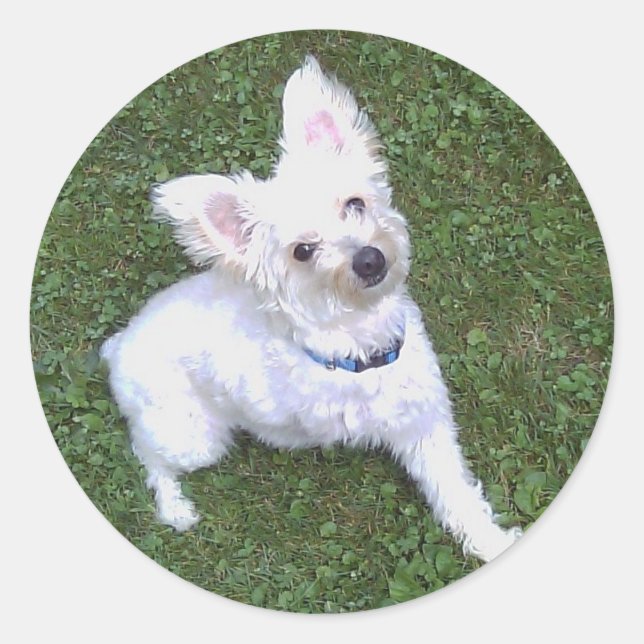 Petey The Pom-A-Poo Sticker (Front)