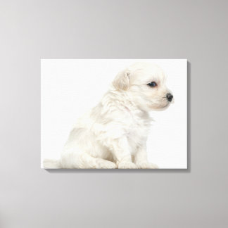 Petit chien lion or Little Lion Dog puppy Canvas Print