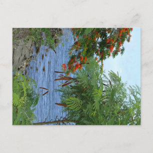 Petite Anse - Martinique, FWI Postcard