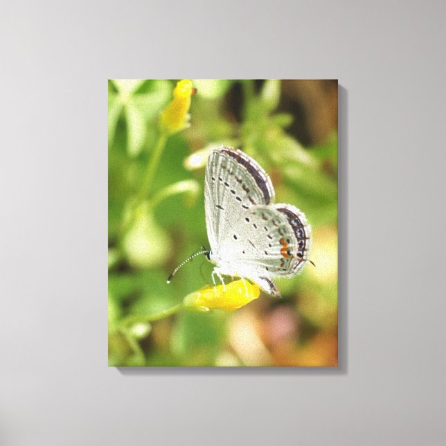 Petite Butterfly Canvas Print (Front)