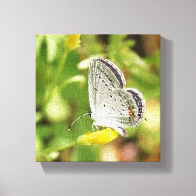 Petite Butterfly Canvas Print (Front)