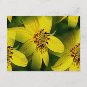 Petite Sunflowers Flower Photography Postcard