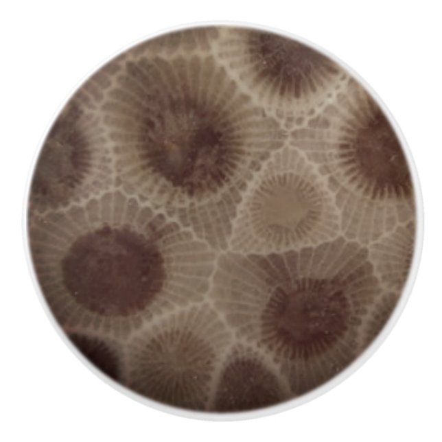 Petoskey Stone Ceramic Knob (Front)