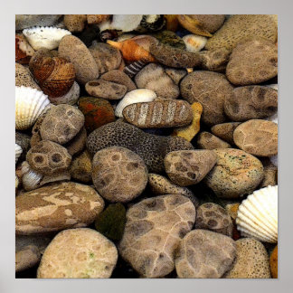 Petoskey Stones with Shells l Poster