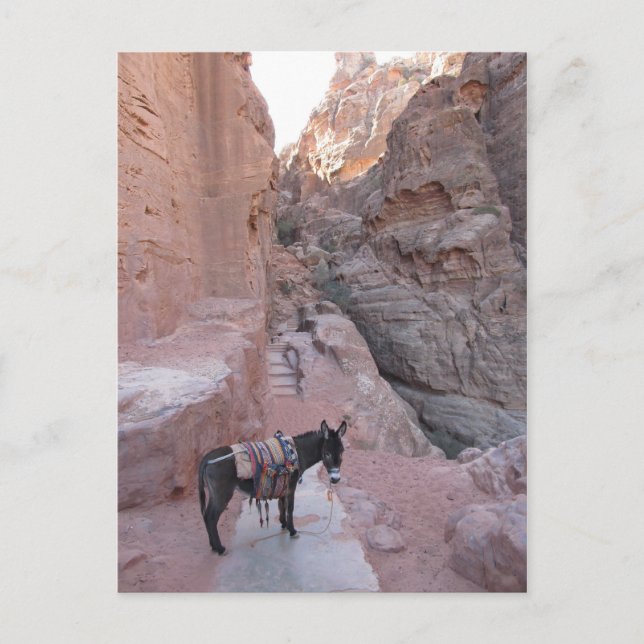 Petra Donkey Postcard (Front)