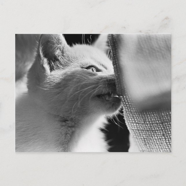 Petra Ferocious Postcard (Front)