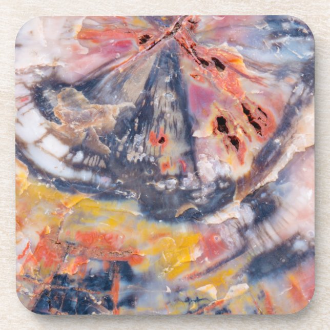 Petrified wood detail, Arizona Coaster (Front)
