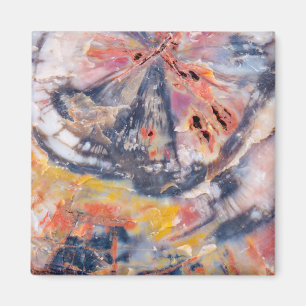 Petrified wood detail, Arizona Magnet