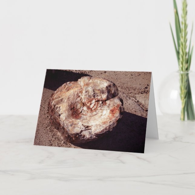 Petrified Wood Log with Shadows Arizona Photo Card (Front)