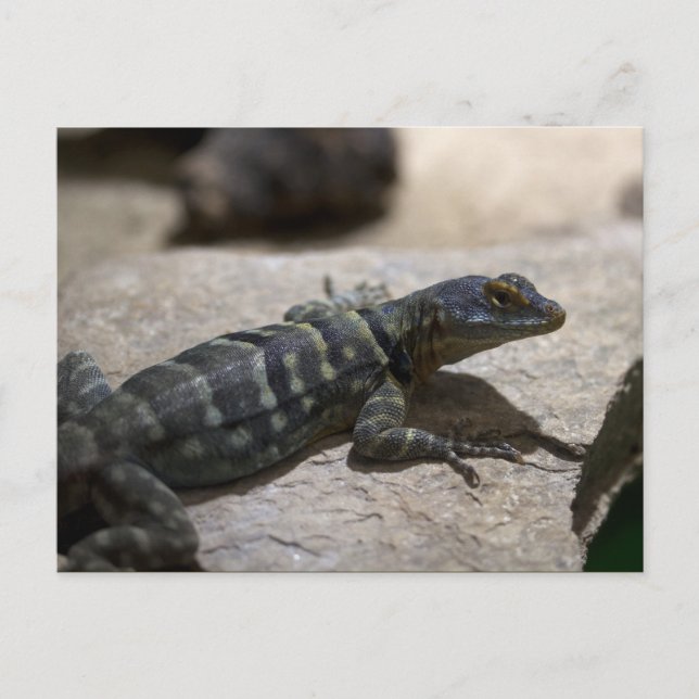 Petrosaurus thalassinus postcard (Front)
