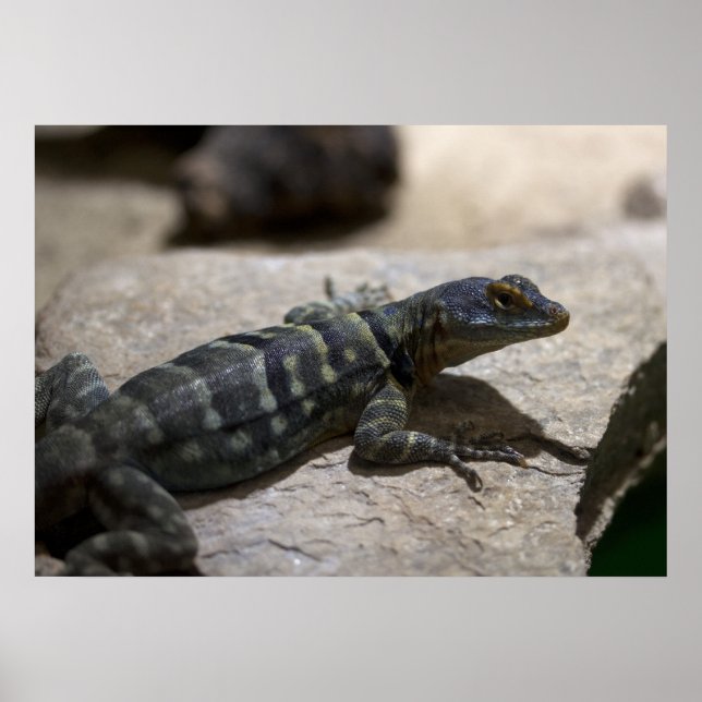 Petrosaurus thalassinus poster (Front)