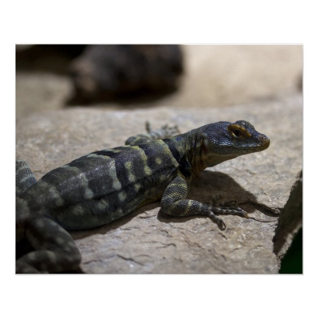 Petrosaurus thalassinus poster (Front)