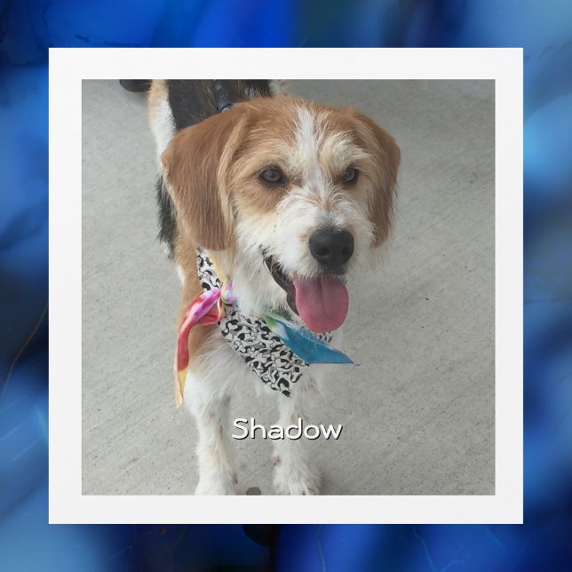 Pet's Photo or Child's Photo, Name & Message (Creator Uploaded)