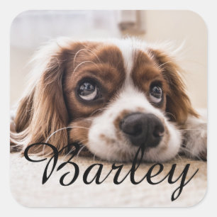 Pet's Simple Modern Elegant Chic Name and Photo  Square Sticker