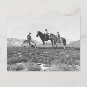 Petting Antelopes. Postcard