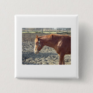 Petty Chestnut Horse 15 Cm Square Badge