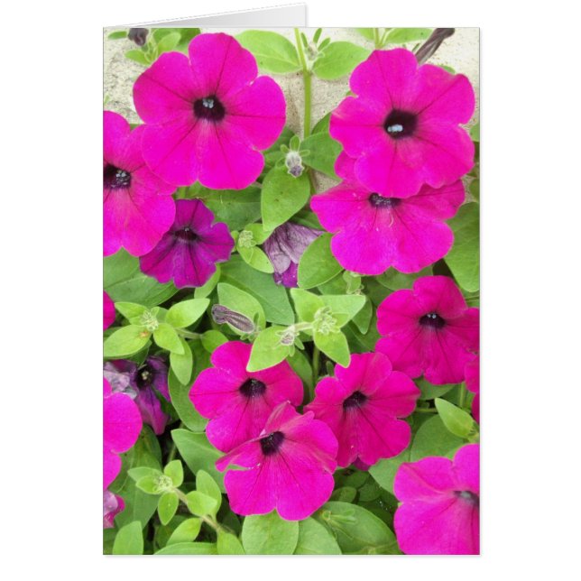 Petunia (Front)