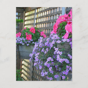 Petunia and Bacopa Postcard