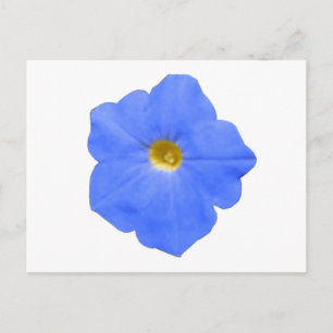 Petunia Blue and Yellow Postcard