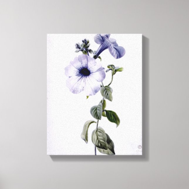 Petunia Canvas Print (Front)