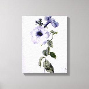 Petunia Canvas Print