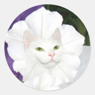 Petunia cat face classic round sticker